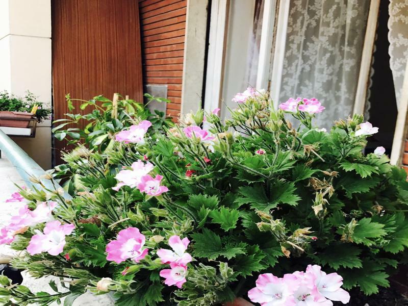 Pardis Guest House Rome Exterior photo